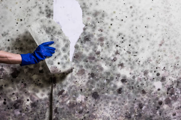 Best Mold Remediation  in Round Lake Beach, IL