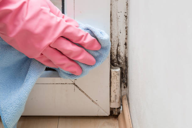 Best Certified Mold Removal  in Round Lake Beach, IL