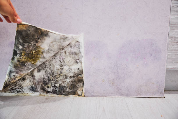 Professional Mold Removal in Round Lake Beach, IL